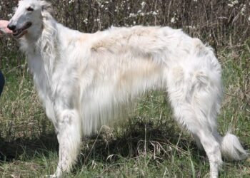 95266155_942976909505821_6741989238897639424_n