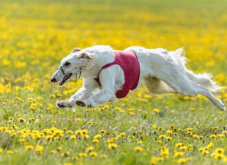 _MG_5783res _MG_5783res