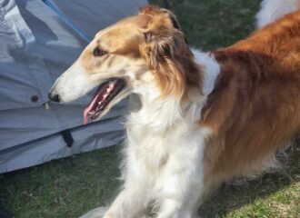 440308900_RES 440308900_RES