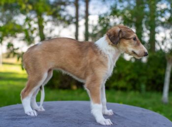 IMGP6459res-1 IMGP6459res-1