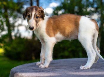 IMGP6473res-2 IMGP6473res-2