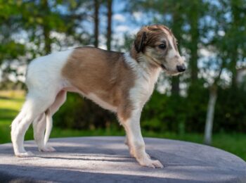 IMGP6487res-3 IMGP6487res-3