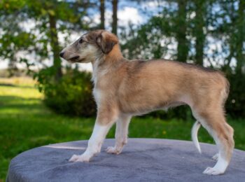 IMGP6515res-4 IMGP6515res-4