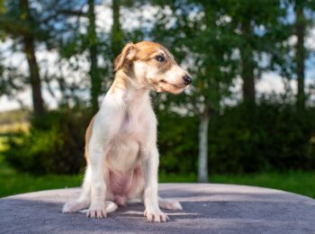 IMGP6555res-5 IMGP6555res-5