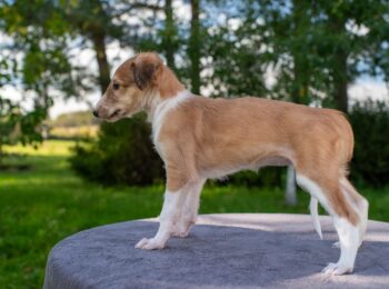 IMGP6563res-6 IMGP6563res-6