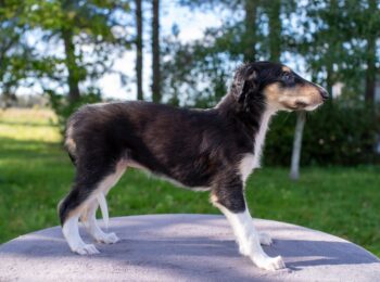 IMGP6576res-7 IMGP6576res-7