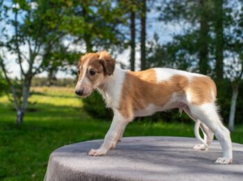 IMGP6594res-m IMGP6594res-m