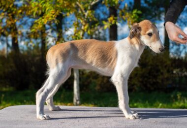 IMGP8298res IMGP8298res