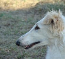 DSC08687res DSC08687res