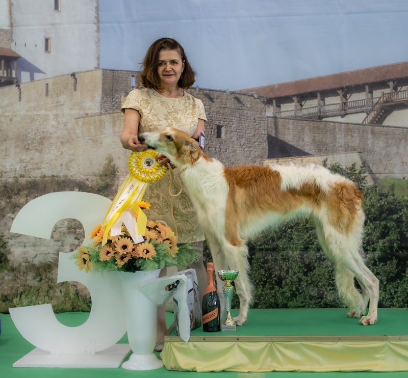 National dog show in Narva