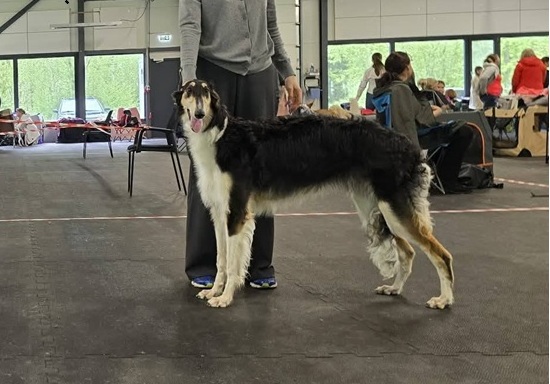 National dog show in Sulbi, Estonia