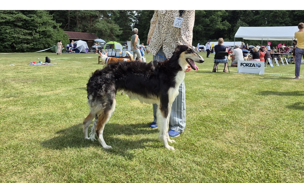 Latvian Sighthound Club Specialty “Club Winner 2026”