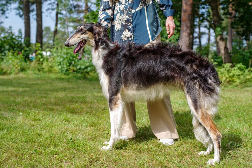 National dog shows in Haapsalu, Estonia