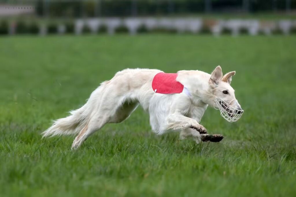 National Coursing CACL in Tonco (AT) Italy